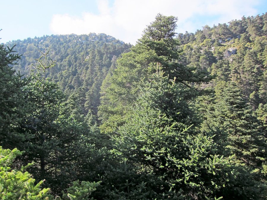 Pinsapo-Wald in der Sierra de las Nieves