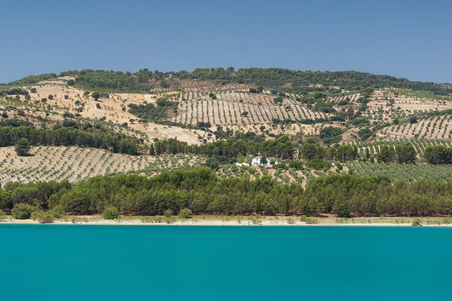 File:Olive trees almond trees near Arenas del Rey, Andalusia, Spain.jpg