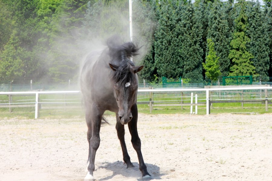 pferd